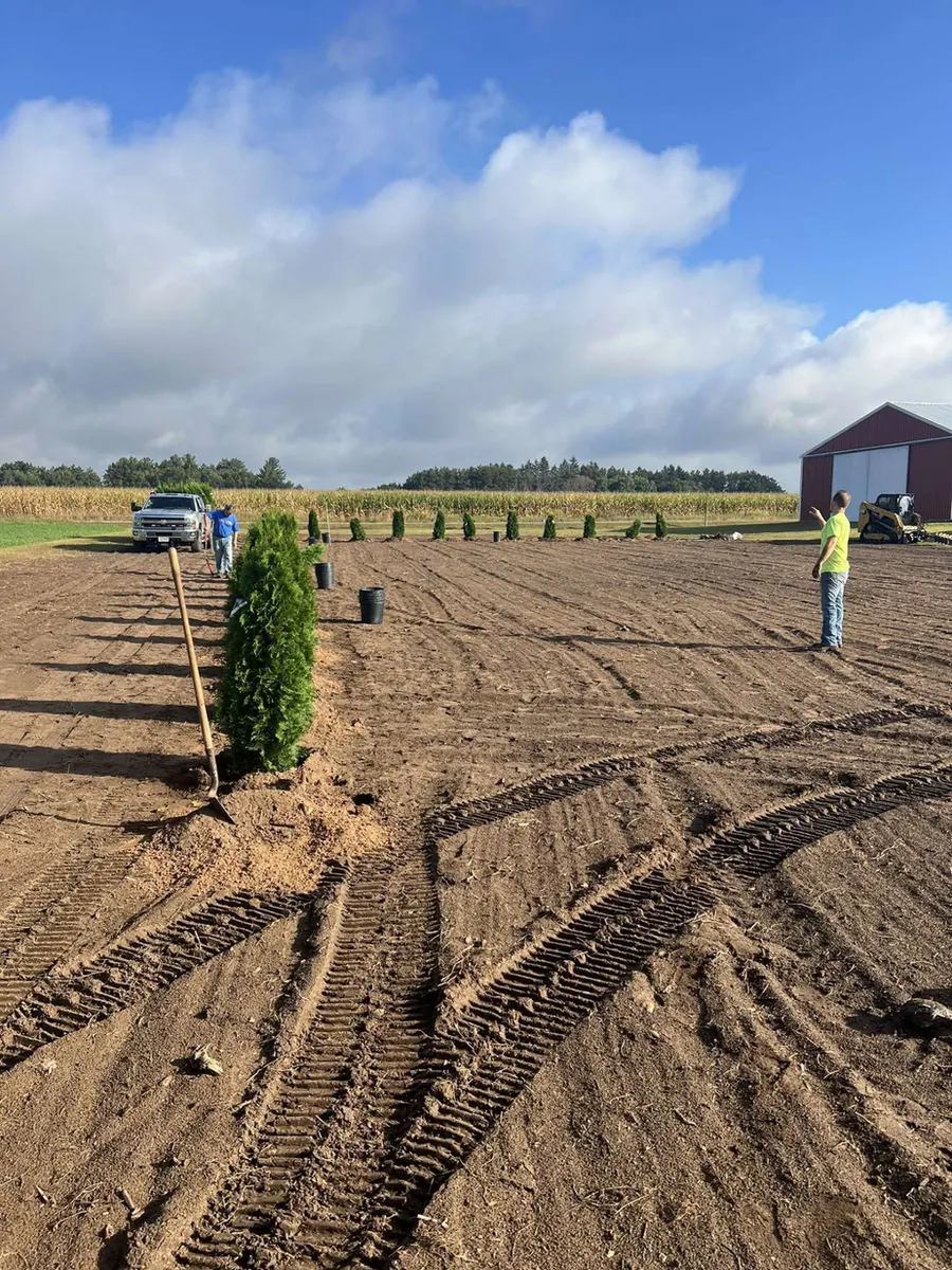 Crew setting the first arborvitae in a tilled field