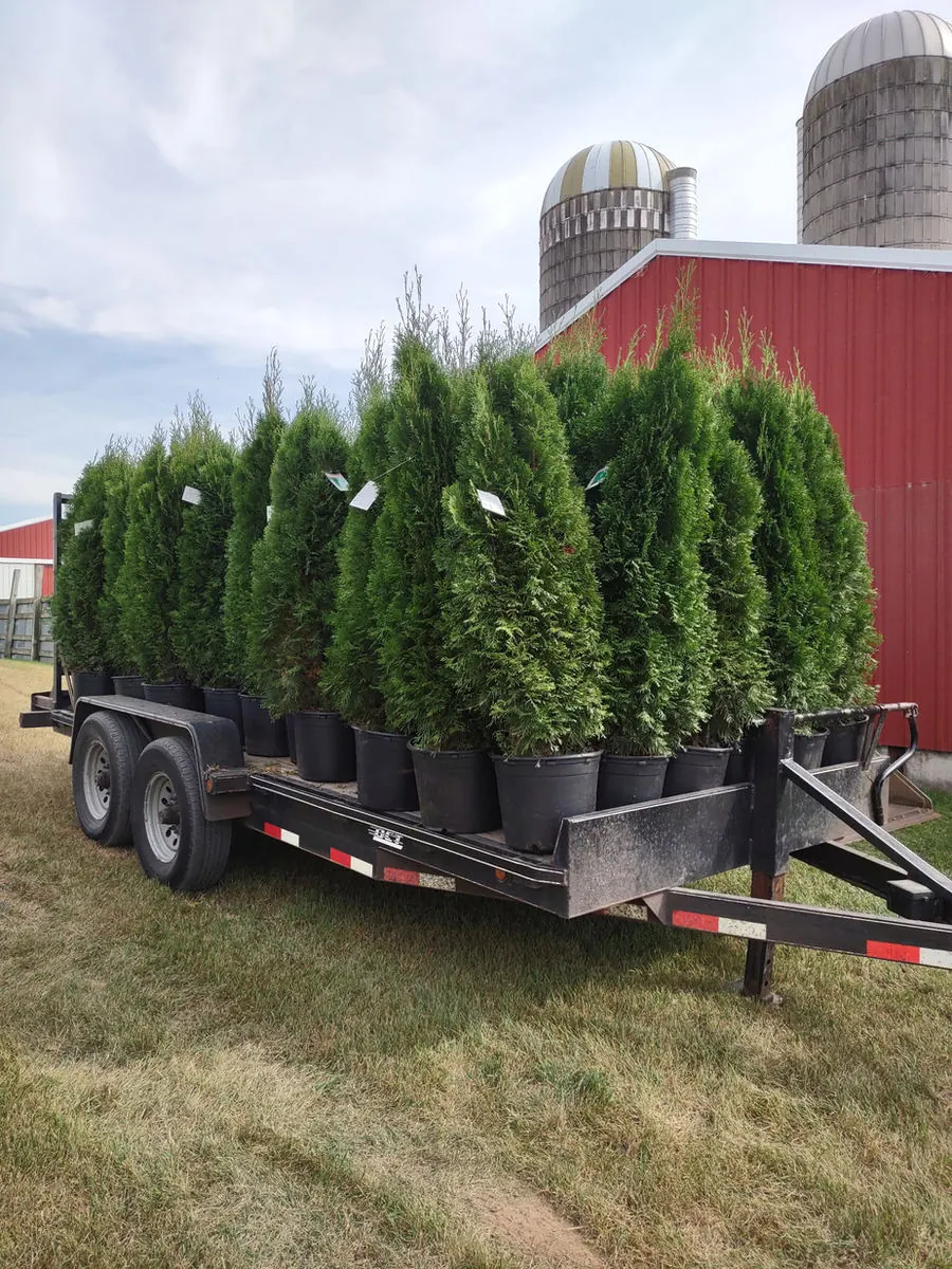 Trailer loaded with arborvitae in front of a red barn and silos