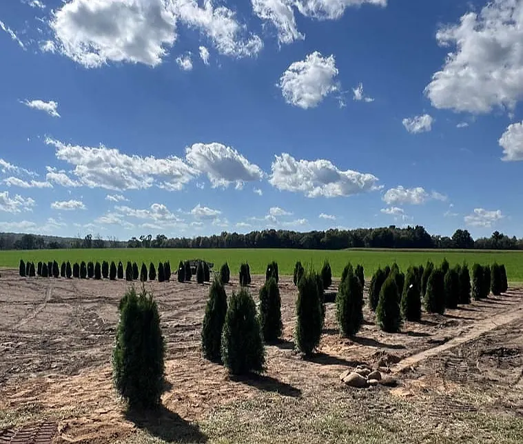 Wide view of a newly planted arborvitae windbreak